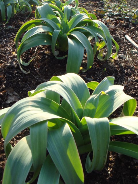 Allium giganteum feuille
